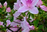 Bubblegum Rhododendron: Care, Planting & Bloom Guide