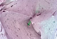 Blueberry Buttercream Frosting Recipe for Perfect Cakes and Cupcakes