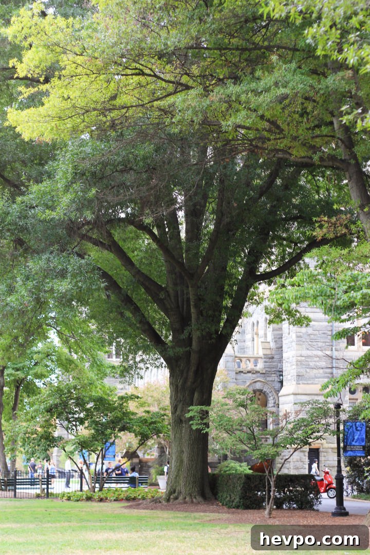 Georgetown