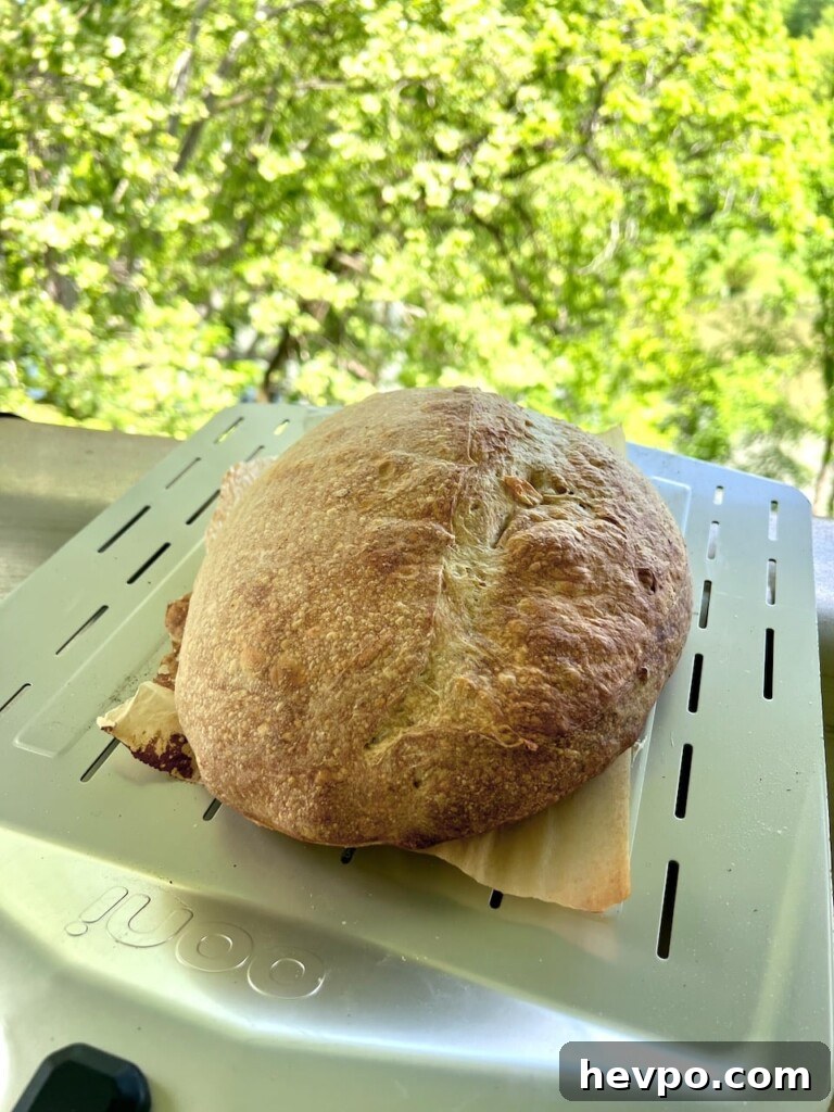Grilling Sourdough: Step-by-Step Guide to Perfect Crust and Flavor 6 Sourdough loaf ready to bake in a dutch oven