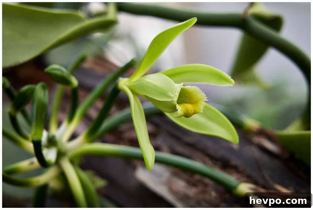 Where Does Vanilla Come From