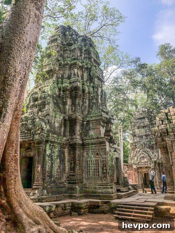 What to do in Siem Reap Ta Prohm 2 What to do in Siem Reap Ta Prohm 2