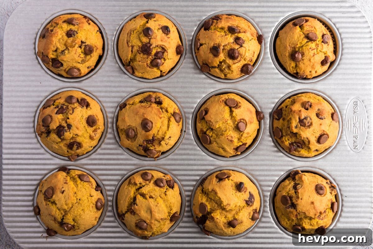 chocolate chip pumpkin muffins in a pan