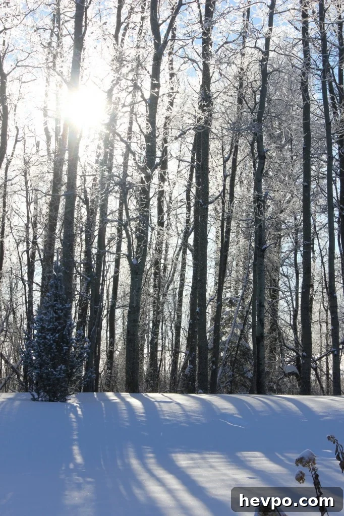 Poinsettia Cocktail Punch: A Festive Christmas Toast 8 snow shining through the trees