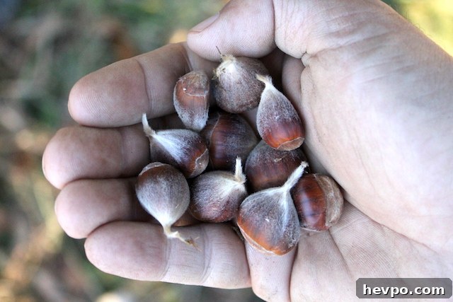 Chestnut Harvest