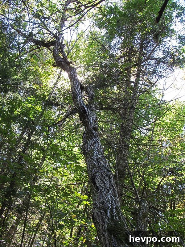 Butternut Tree