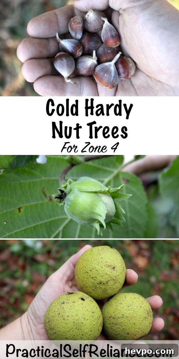Cold Hardy Nut Trees for Zone 4 #coldhardy #nuts #nuttrees #permaculture #homesteading #selfsufficiency #preparedness #orchard