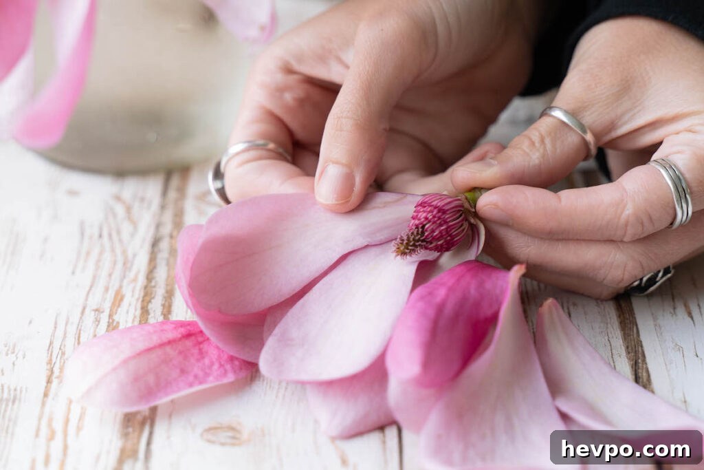 Magnolia Flower Syrup Recipe & Uses for Flavor and Wellness 3 A close up look inside a magnolia flower