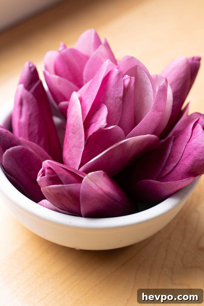 Magnolia Flower Syrup Recipe & Uses for Flavor and Wellness 4 Fresh magnolia flowers